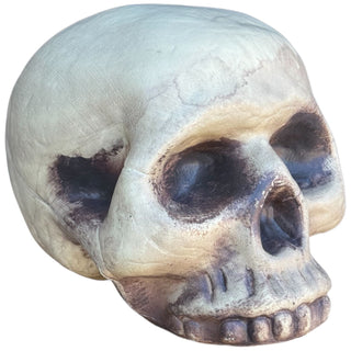 Skeleton Skull Prop